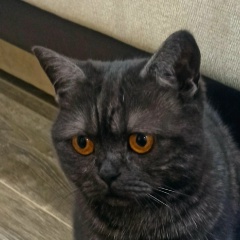 Евгений Крохин, Шумиха