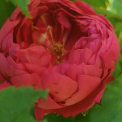 Alexandra Sergeeva, 19.01, Москва