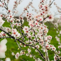 Дарья Таджибаева, Феодосия