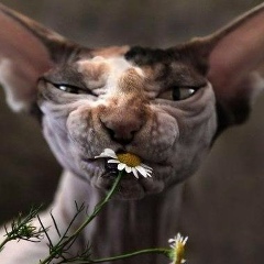 Лена Поплавская, Хмельницкий