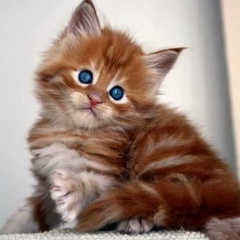 Gulnur Tulendieva, 30.01.1983, Алматы