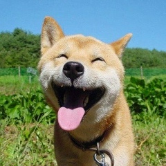 Василий Кокора, 28.01