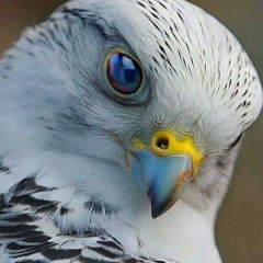 Leila Ордуханова, 23.03, Санкт-Петербург