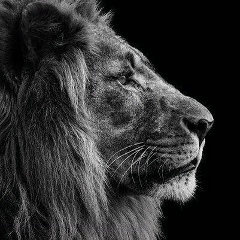 Дима Шостак, Одесса