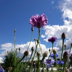 Akulina-Галина Маракулина, Санкт-Петербург