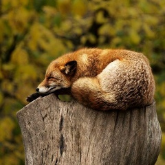 Анна Алентьева, Санкт-Петербург