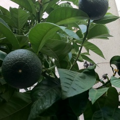 Регина Калугина, 02.03, Санкт-Петербург