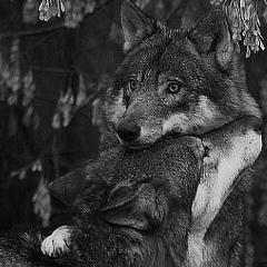 Дмитрий Дмитрий