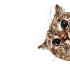 Аристарх Веревкин, Санкт-Петербург