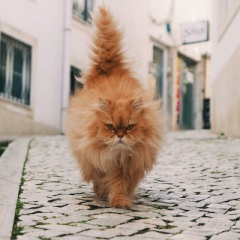 Артём , Бельцы