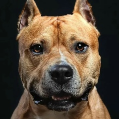 Дмитрий Яшников, 14.12.1988, Санкт-Петербург