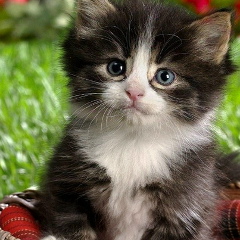 Марина Шут, 17.03.1985, Алматы