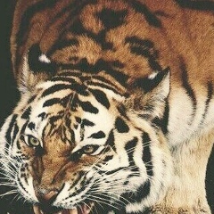 Старый Старик, 17.07.1996