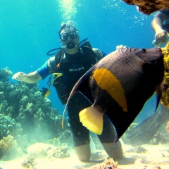 Алексей Сенько, Гомель