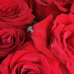 Виктория Хасанова, 24.03, Новосибирск