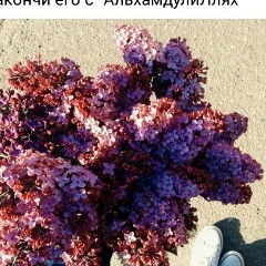 Айна Айна