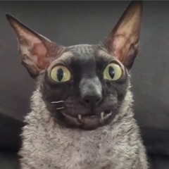 Виктор Ровнер, 10.08, Красноперекопск