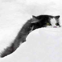 Елена Архипова, Санкт-Петербург