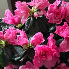 Fariza Utegenova, 15.05.1992, Шымкент