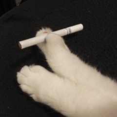 Кот Бегемот, 15.06, Алматы