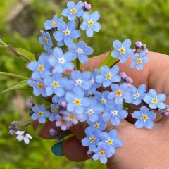 Angelika Mirzaeva, 24.11.1986, New York City