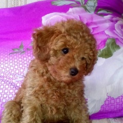 Елена Темник, 18.07.1969, Бачатский