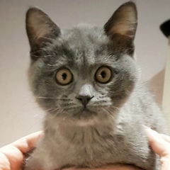 Oleksandr Oleksandr, Киев