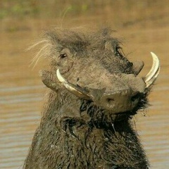 Андрей Коков, 06.04.1987, Оренбург