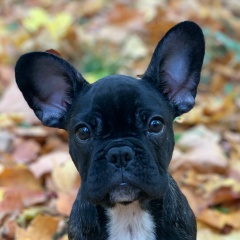 Егор Крылов, 09.05.1989