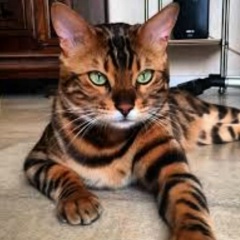 Денис Матвеев