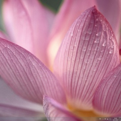 Сергей Меркулов, Томск