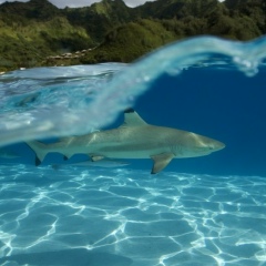 Галия Дробинка, 16.05