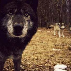 Malik Borzaevich, 05.09.1984, Кисловодск