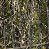 Leekey Хоанг, Одесса