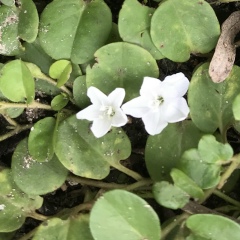Nan-Kue Ku, 15.04.1968, Mandalay