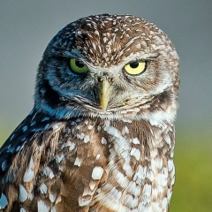 Александр Сыткин