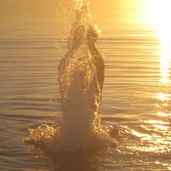 Александр Шумель, 13.01, Гродно