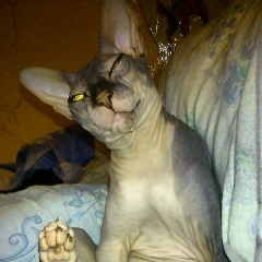 Владимир Толчеев, Санкт-Петербург