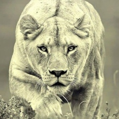 Ильмира Сайфуллина, 26.12, Алматы