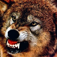 Ясин Зурапов