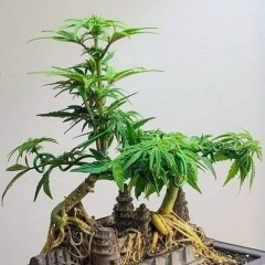 Cxar Cxar, 19.02, Naypyidaw