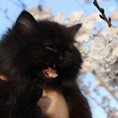 Алиса Брусникина