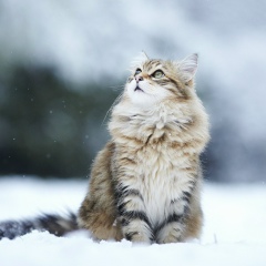 Александр Адамович, Коломна