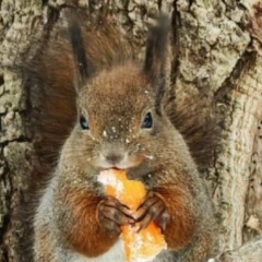 Татьяна Колес, Калининград