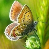 Надежда Петрова, 17.02, Уфа