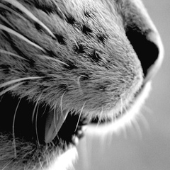 Александр Лочман, 02.12.1983, Омск