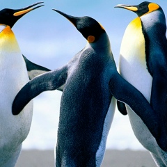 Алексей Смирнов, 20.06.1981, Москва