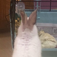 Капитолина Капитолина, 29.05, Ростов-на-Дону