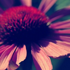 Аэлита Перепёлкина, 29.08, Верхний Услон