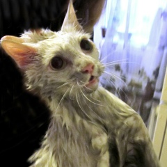 Александр Коломоец, 17.09, Кемерово